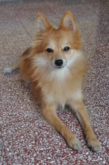 Pomerian dog 6months old